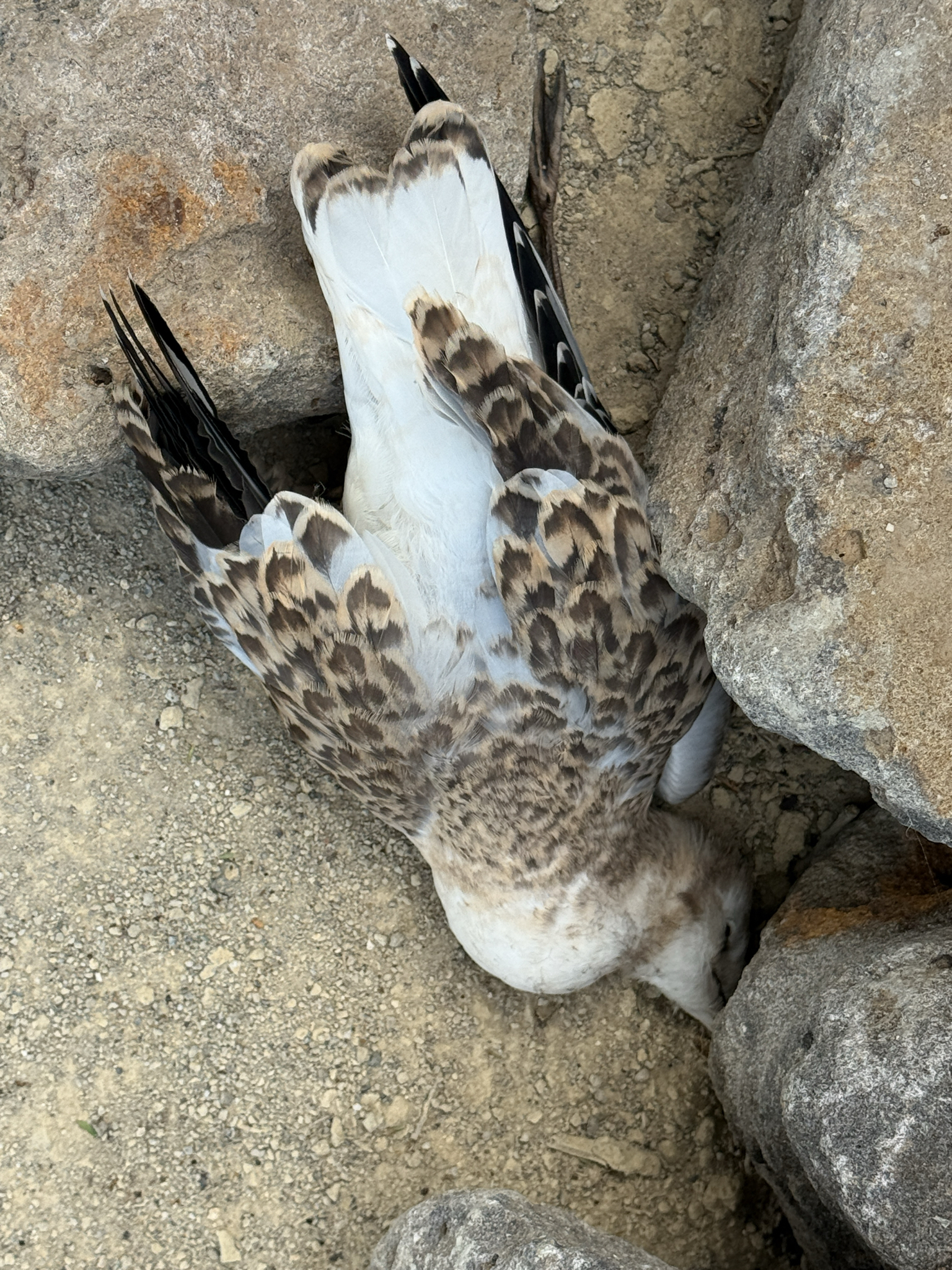 Silver Gull (Chroicocephalus novaehollandiae), photo 4