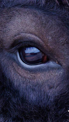 American Bison photographed in Utah