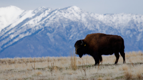 American Bison photographed in Utah