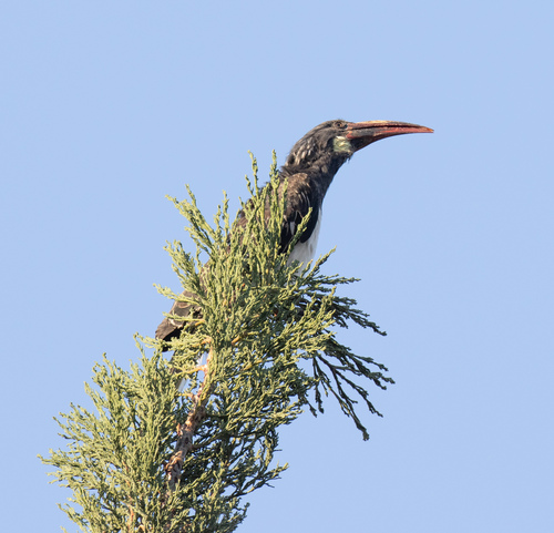 Hemprich's Hornbill (Lophoceros hemprichii), photo 8