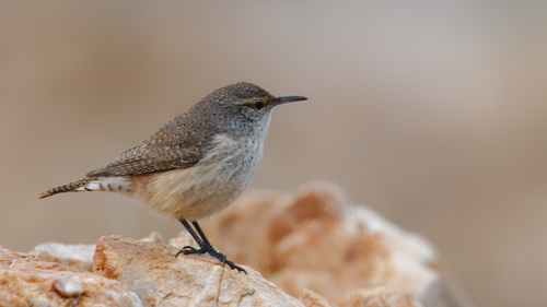 Rock Wren (Salpinctes obsoletus), photo 1