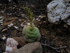 Crassula hemisphaerica