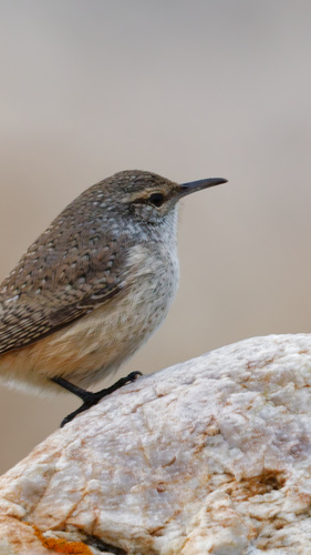 Rock Wren (Salpinctes obsoletus), photo 2