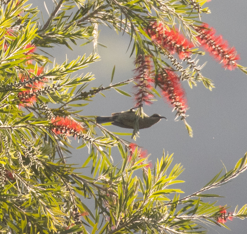Tacazze Sunbird (Nectarinia tacazze)