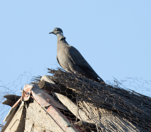 White-collared Pigeon (Columba albitorques), photo 10