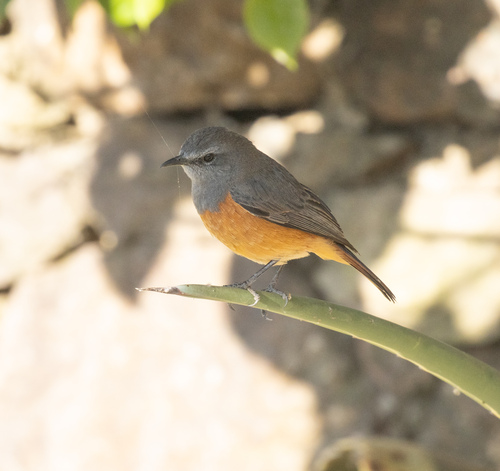 Little Rock Thrush (Monticola rufocinereus), photo 5