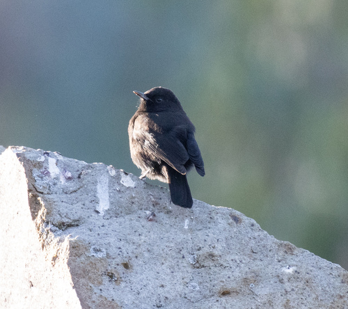 Rüppell's Black Chat (Myrmecocichla melaena)