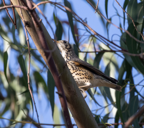 Ethiopian Thrush (Turdus simensis), photo 8