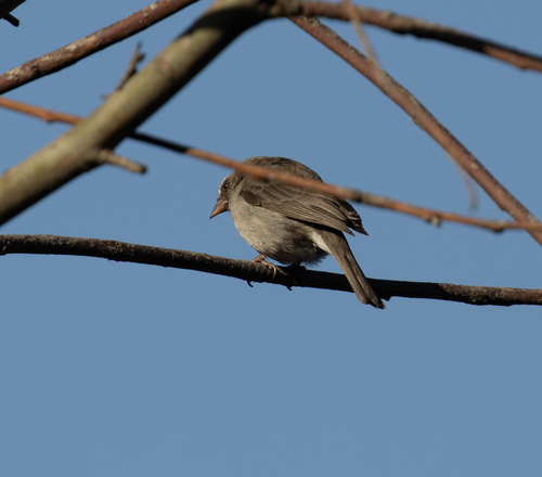 Brown-rumped Seedeater (Crithagra tristriata), photo 6