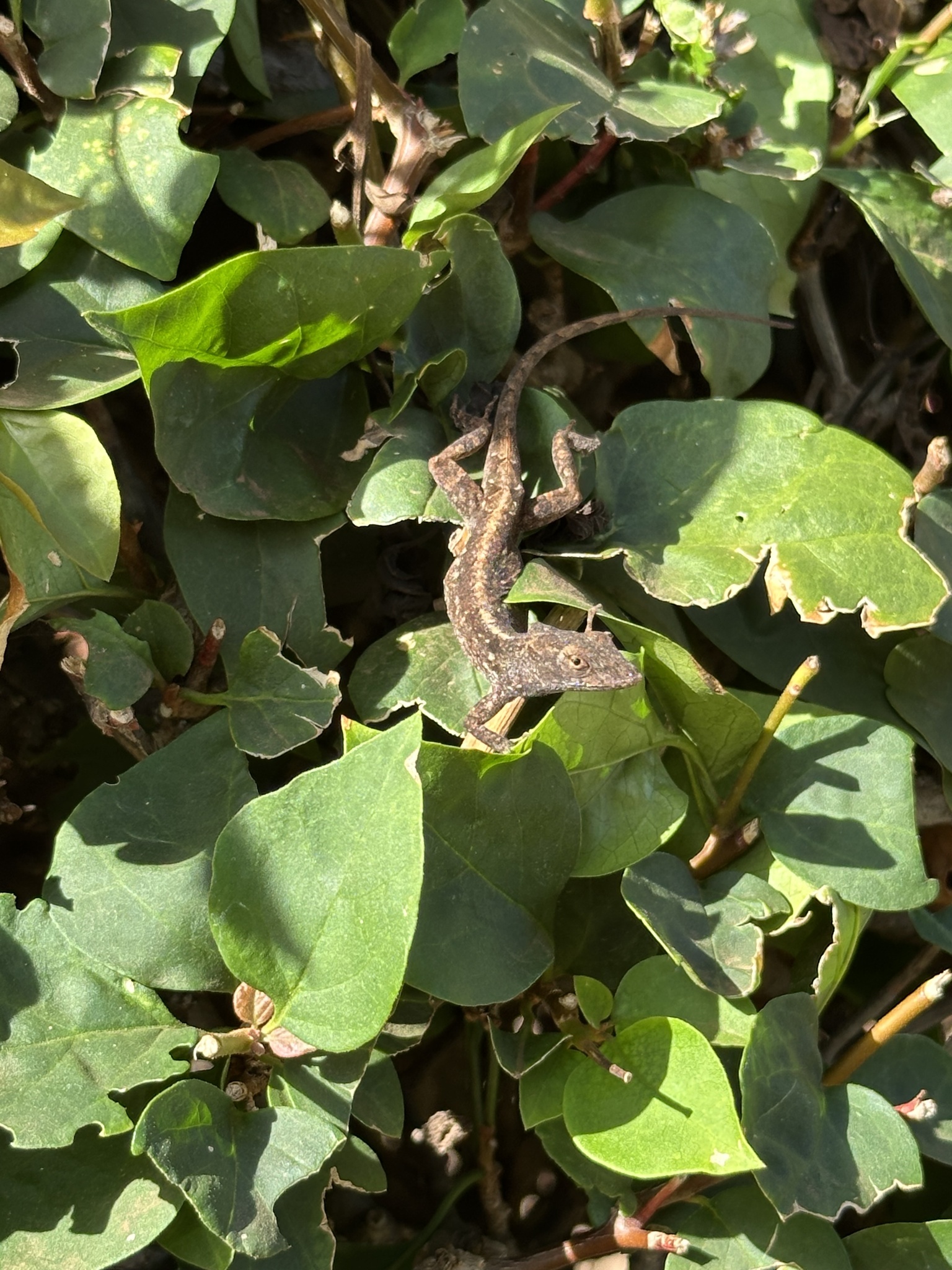 Anolis sagrei Duméril & Bibron, 1837