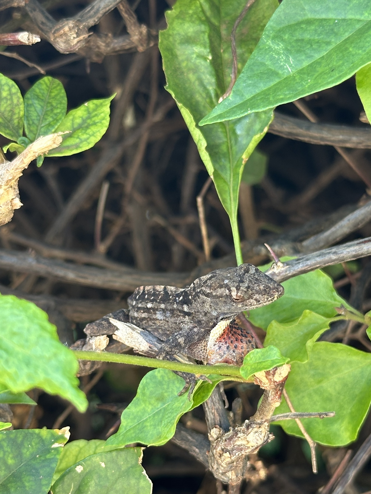 Anolis sagrei Duméril & Bibron, 1837