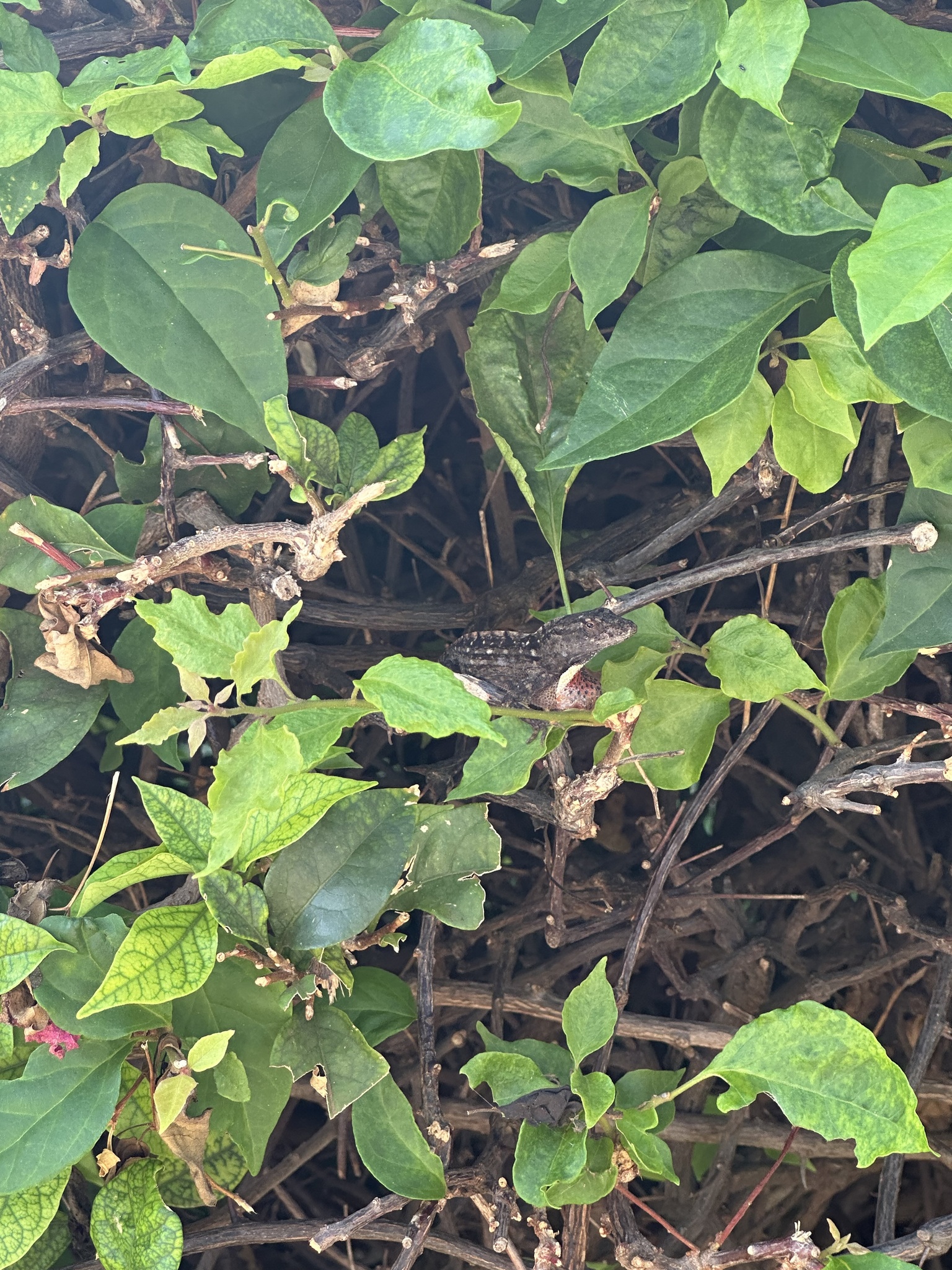 Anolis sagrei Duméril & Bibron, 1837
