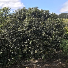 Diospyros sandwicensis