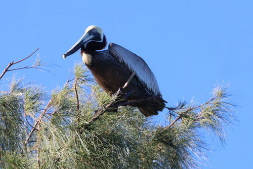 Brown Pelican (Pelecanus occidentalis), photo 5