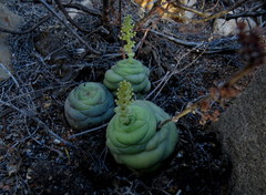Crassula hemisphaerica