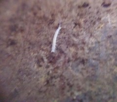 Symphyla