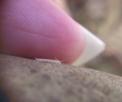 Symphyla