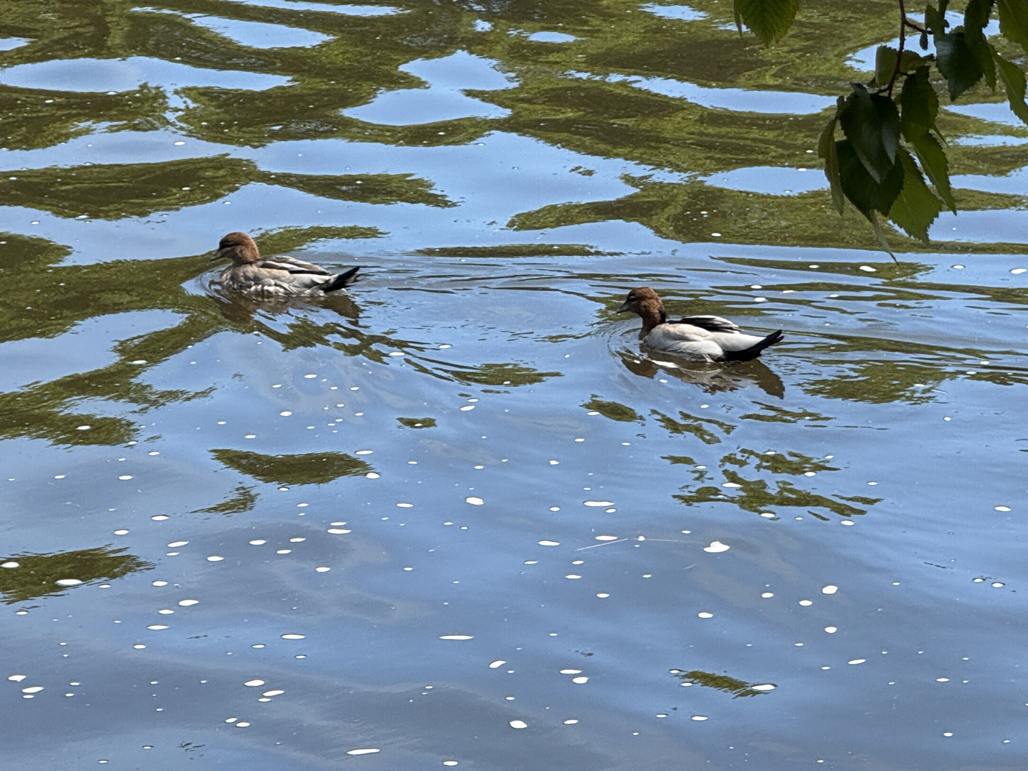 Maned Duck (Chenonetta jubata), photo 8