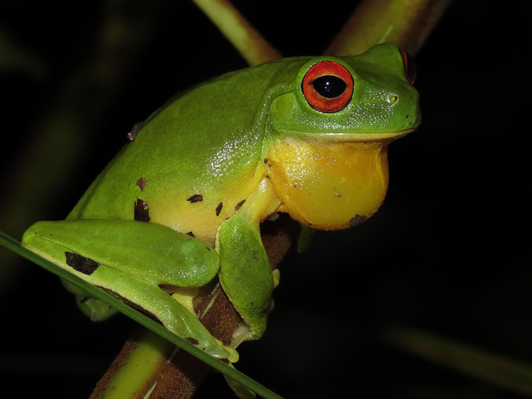 Pelodryadidae