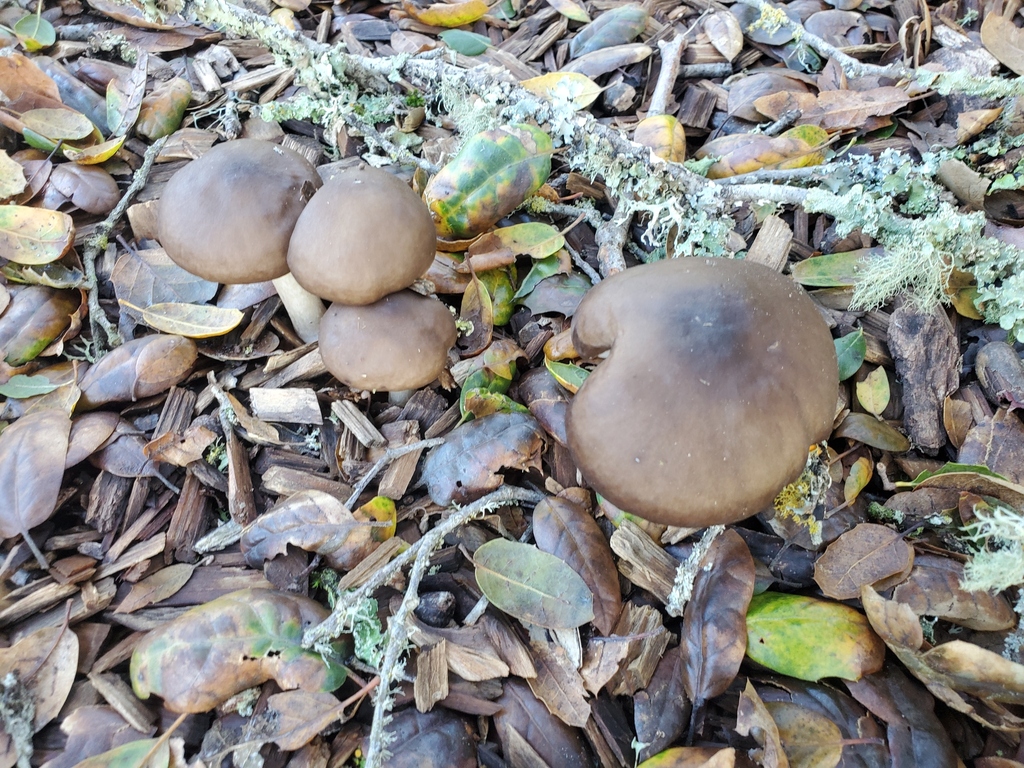 Pluteus exilis · December 2025 · photo: © arlenedevitt (iNaturalist, cc-by)