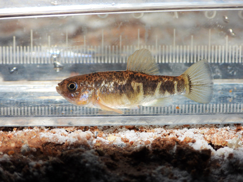 Red River pupfish (Cyprinodon rubrofluviatilis) — Cyprinodontidae