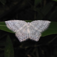 Leucodrepana serratilinea