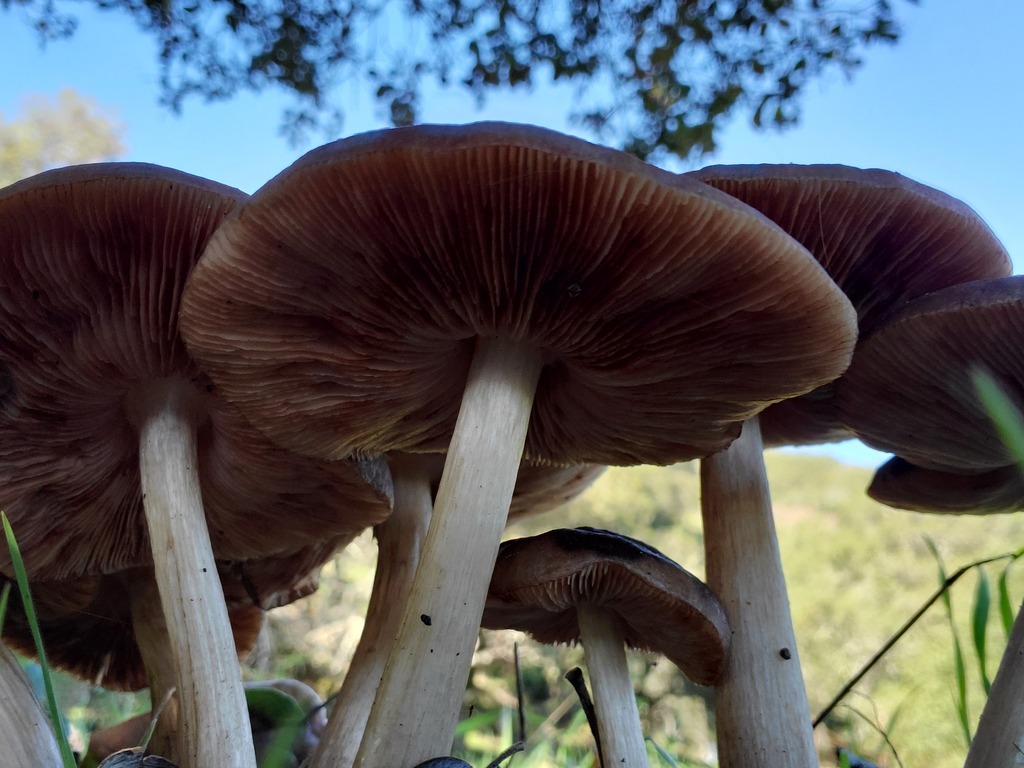 Pluteus exilis · December 2025 · photo: © arlenedevitt (iNaturalist, cc-by)
