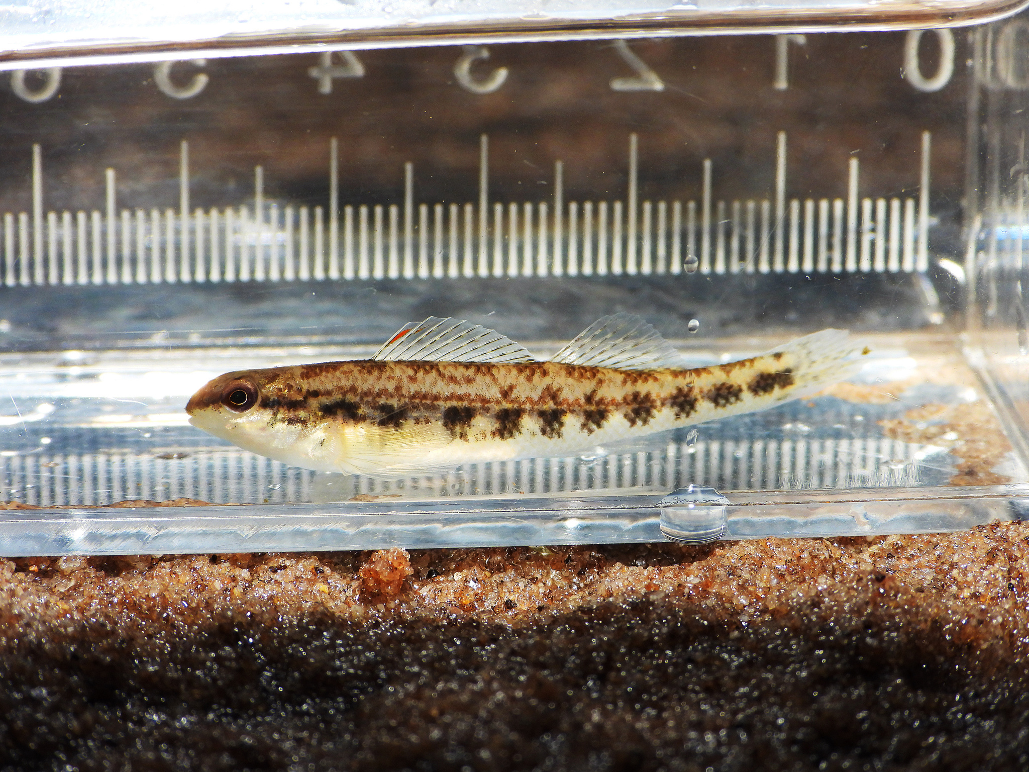 Chickasaw Darter photo 6