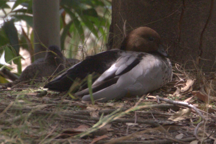 Maned Duck (Chenonetta jubata), photo 5