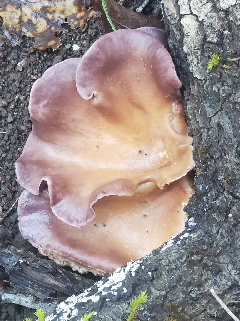 Panus conchatus · December 2025 · photo: © arlenedevitt (iNaturalist, cc-by)