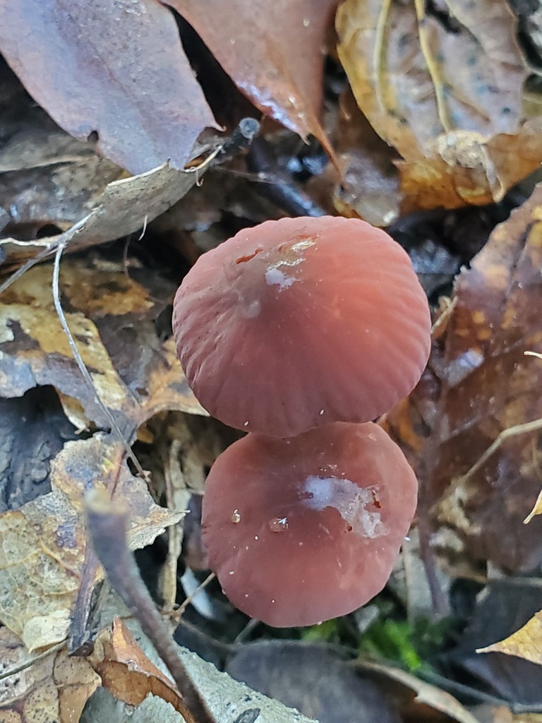 Marasmius plicatulus · December 2025 · photo: © arlenedevitt (iNaturalist, cc-by)