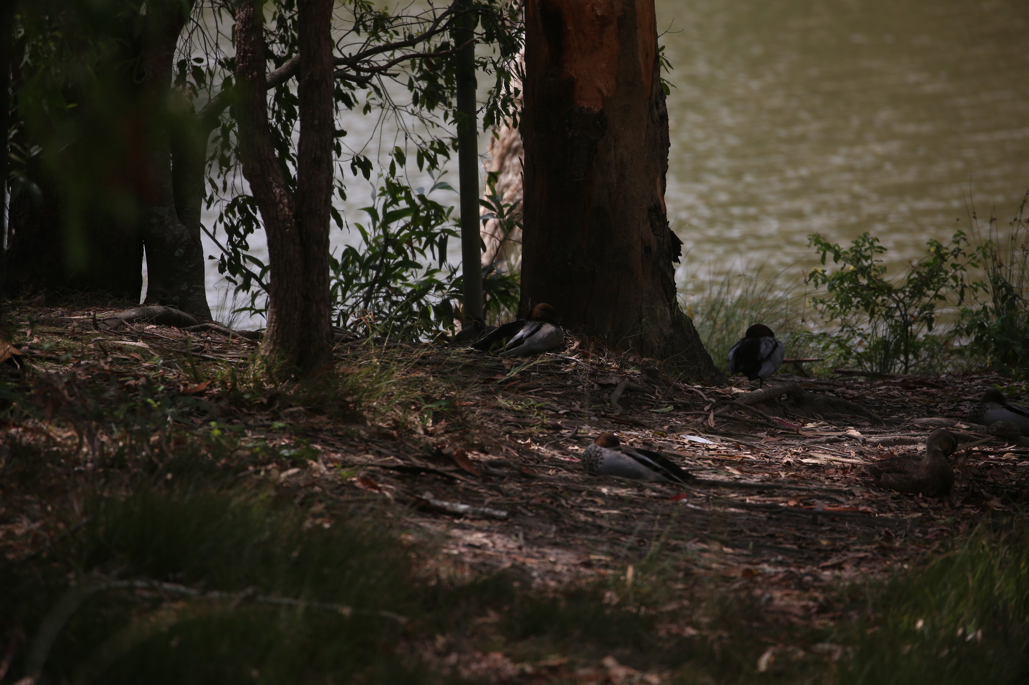 Maned Duck (Chenonetta jubata), photo 6