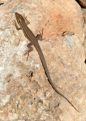 Podarcis filfolensis maltensis