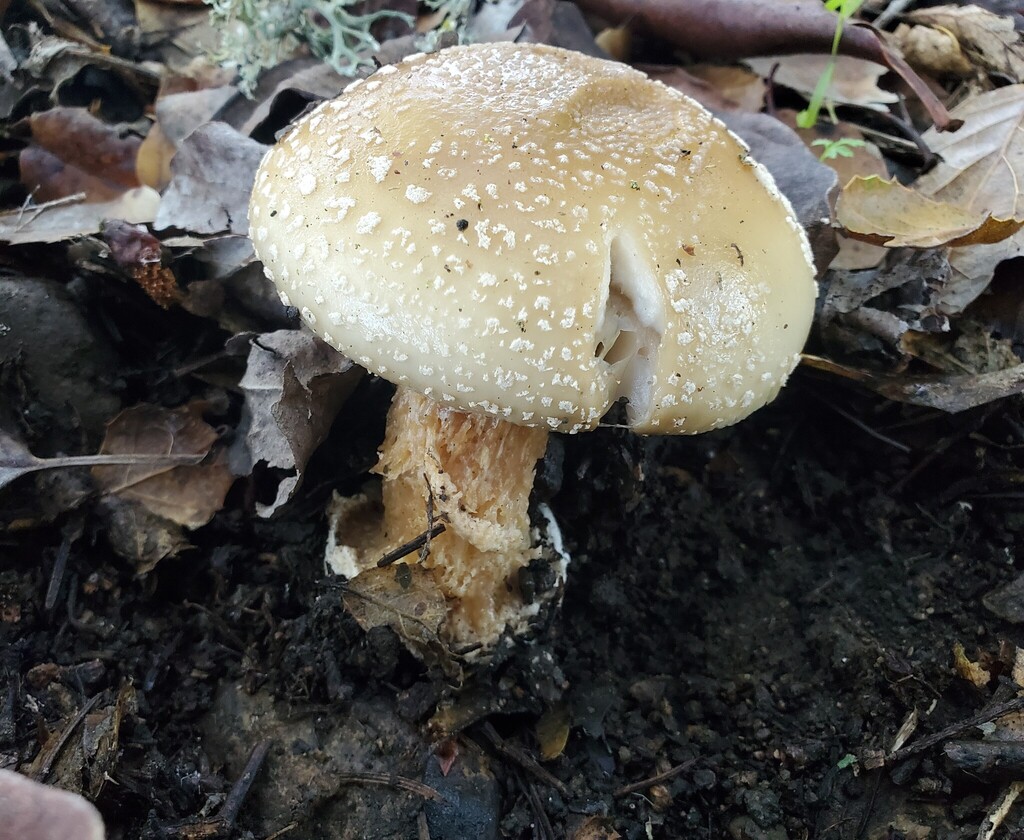 Amanita pantherinoides · December 2025 · photo: © arlenedevitt (iNaturalist, cc-by)