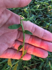 Thuarea involuta