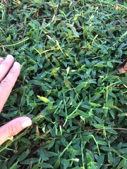 Thuarea involuta