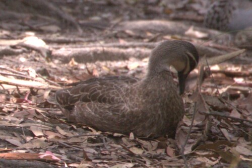 Pacific Black Duck (Anas superciliosa), photo 4