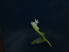 Thuarea involuta