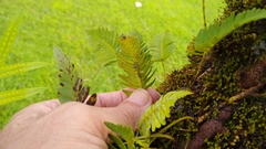 Davallia pectinata