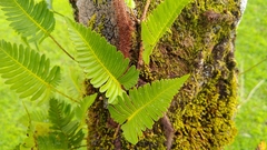 Davallia pectinata
