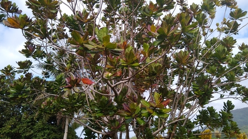 Barringtonia asiatica observed 2020-01-30