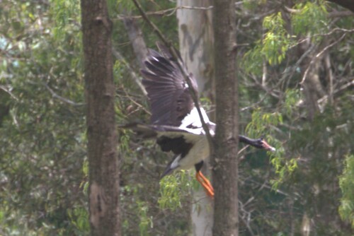 Magpie Goose (Anseranas semipalmata), photo 5