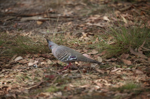 Crested Pigeon (Ocyphaps lophotes), photo 5