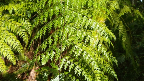 Image of Asplenium laserpitiifolium by no rights reserved