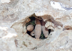 Muticaria macrostoma