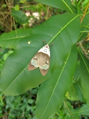 Amerila crokeri