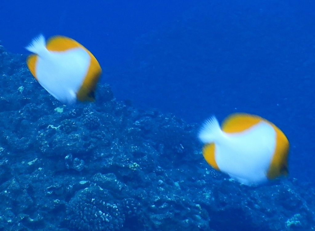 Brushytoothed butterflyfish (Hemitaurichthys polylepis) — Chaetodontidae