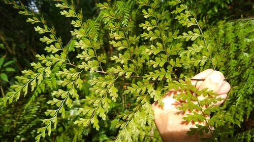 Image of Asplenium laserpitiifolium by no rights reserved