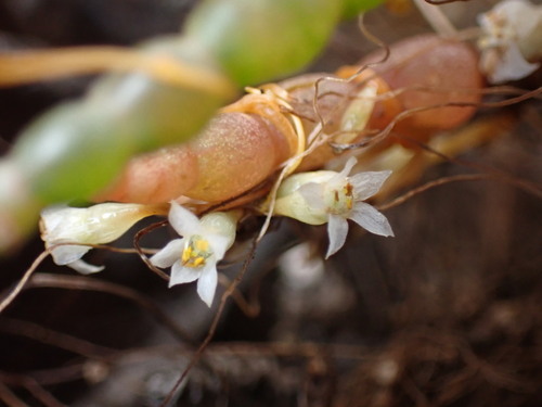 Pacific goldenthread (Cuscuta pacifica)