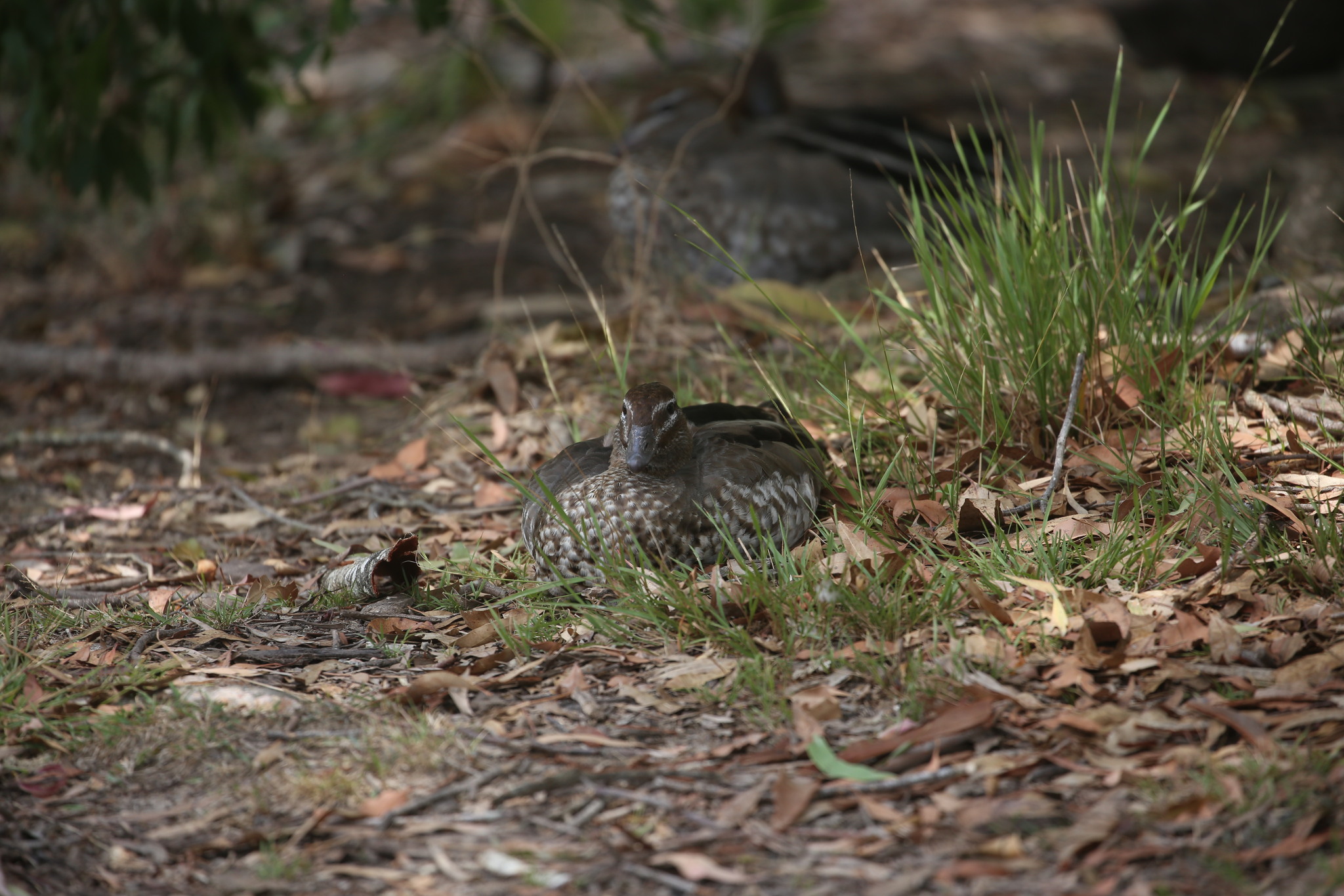 Maned Duck (Chenonetta jubata), photo 7